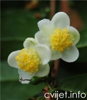 Kamelija sinensis-lat.thea sinensis 